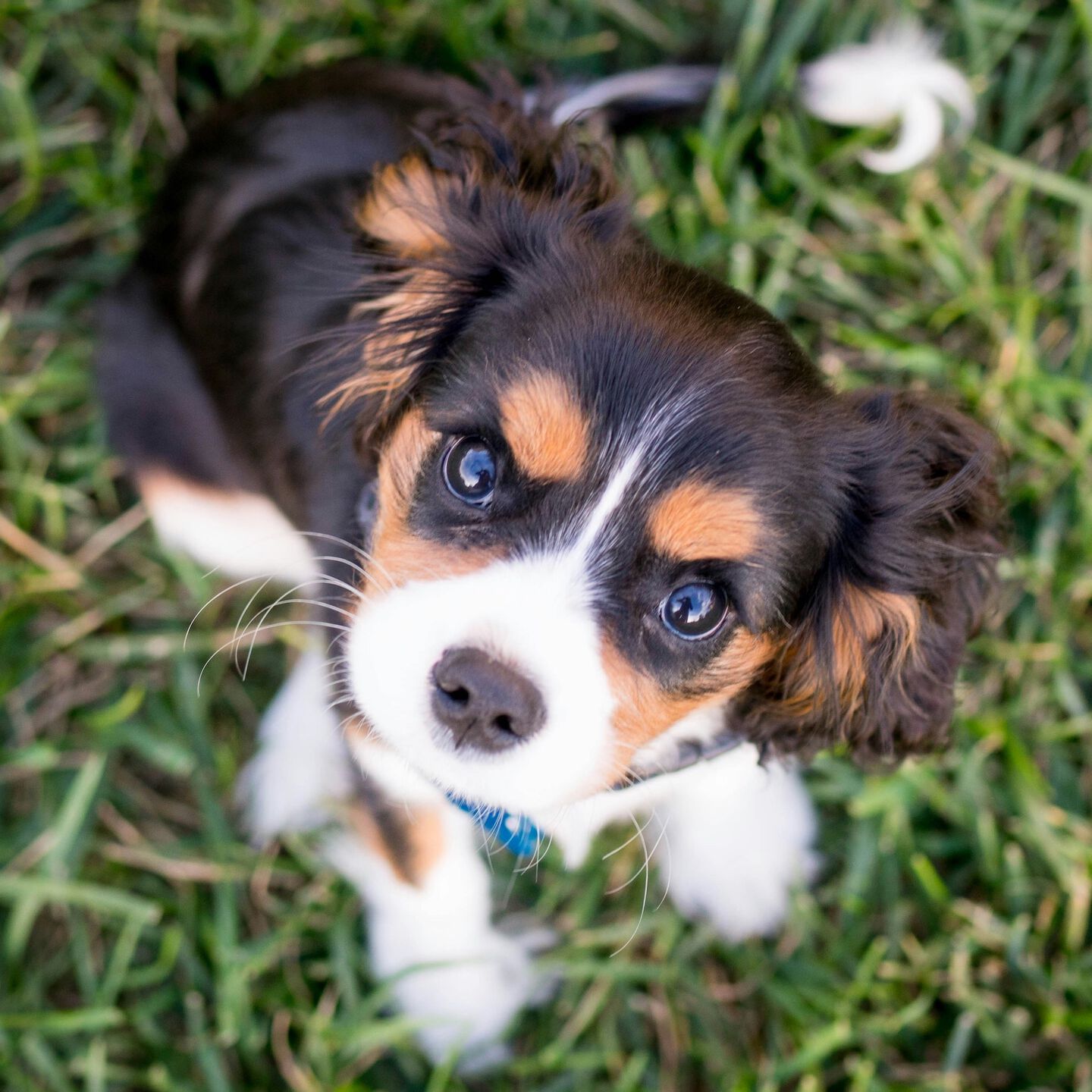 <b>CAN I FEED MY PUPPY RAW FOOD?</b><br><br>Puppies can thrive on a raw dog food diet – here’s where to start and how to transition...</br>